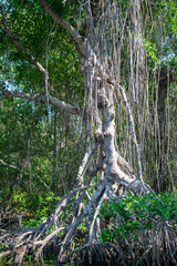 Fototapeta na wymiar Árbol de manglar