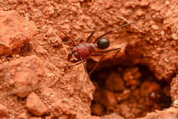 Beautiful Strong jaws of red ant close-up