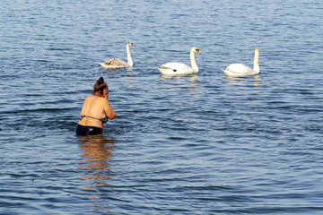woman swimming in the sea with swans