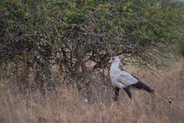 Secretary Bird in Nairobi National Park