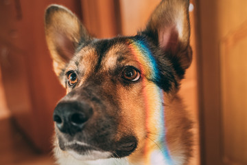 Reflection Of A Multi-colored Rainbow On The Face Of A Dog. Mixed-breed Dog Lying On Floor Indoor
