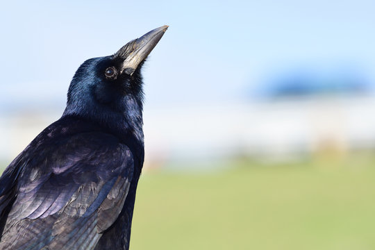 Close up portrait of a rook (corvus frugilegus)
