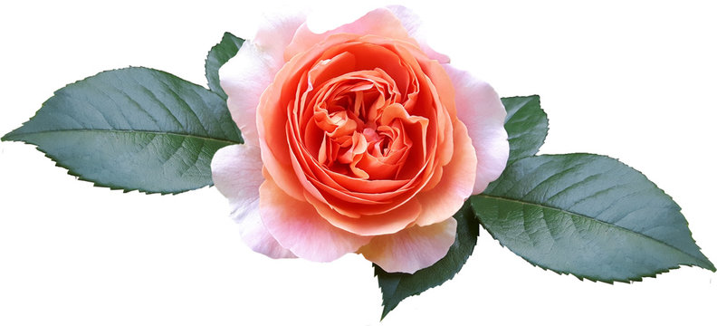 Róża Chippendale