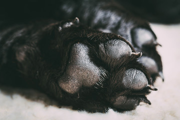 Dog labrador paw with pads