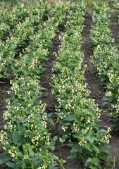 On the farm field blooms beans