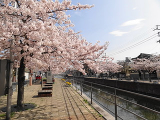 境川の桜