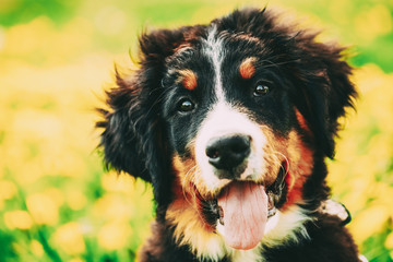 Bernese Mountain Dog Berner Sennenhund Puppy