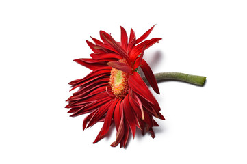 Beautiful large red flower Gerber with petals  on a white background. Flower Gerber,  copy space