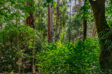 Obraz premium Thick Undergrowth