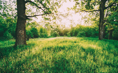 Summer Sunny Deciduous Forest Trees And Green Grass. Nature, Woods in Sunlight