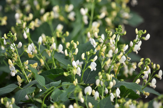 On the farm field blooms beans