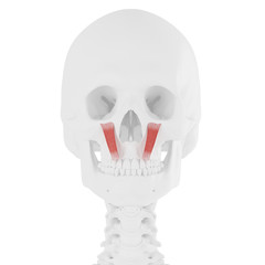 3d rendered medically accurate illustration of the Levator Labii Superioris