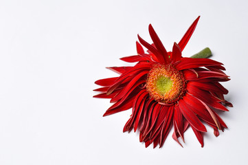 Beautiful large red flower Gerber with petals  on a white background. Flower Gerber,  copy space