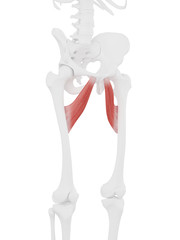 3d rendered medically accurate illustration of the Adductor Brevis
