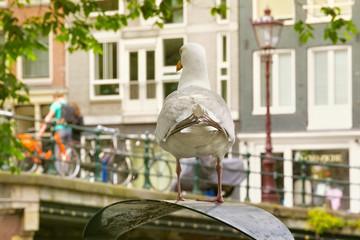 Large European herring gull (Larus argentatus) on a trash bin near the one of the old bridges in the historic part of Amsterdam, the Netherlands.