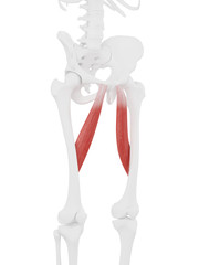 3d rendered medically accurate illustration of the Adductor Longus