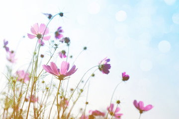 Pink wild flowers (Cosmos) on background of blue sky, bottom view, toned. Flower background, soft...