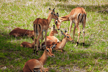 Antelopes in Africa