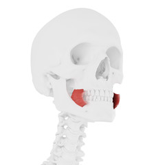 3d rendered medically accurate illustration of the Buccinator