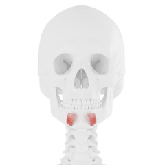 3d rendered medically accurate illustration of the Depressor Labii Inferioris