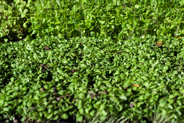 Microgreens