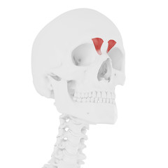 3d rendered medically accurate illustration of the Depressor Supercili