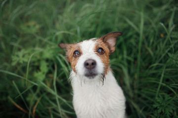 dog in the grass, photo pet from above in nature. Cute Jack Russell Terrier