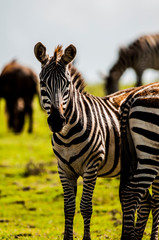 relaxed zebras