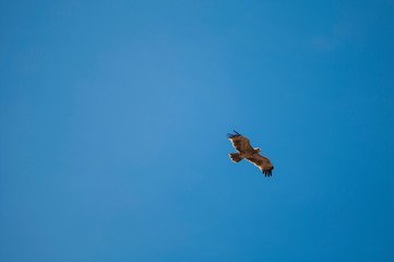eagle in flight