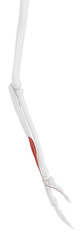 3d rendered medically accurate illustration of the Pollicis Longus