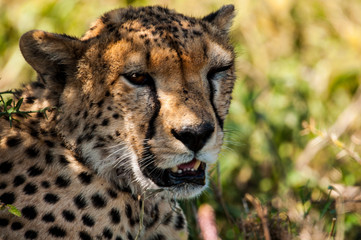 Cheetah in the shadow