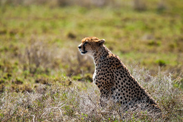 cheetah is hunting