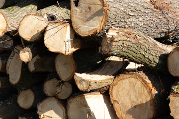 pile of wood to be used as firewood