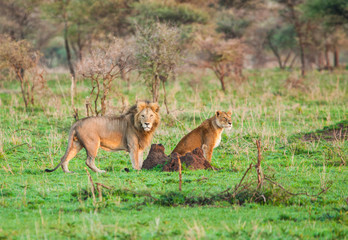 morning in africa 