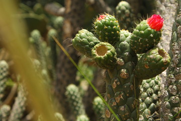 FLOREN CACTUS
