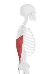 3d rendered medically accurate illustration of the Latissimus Dorsi