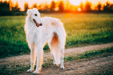 Fototapeta premium White Russian Dog, Borzoi, Hunting dog in Summer Sunset Sunrise Woods