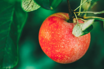 Fresh Red Apples On Apple Tree Branch