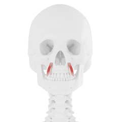 Obraz premium 3d rendered medically accurate illustration of the Levator Anguli Oris