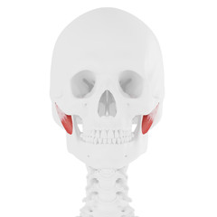 3d rendered medically accurate illustration of the Deep Masseter