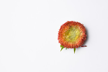 Colorful  head of the flower isolated on a white background. Copy space