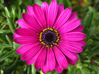 Obraz premium Purple daisy