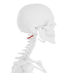 3d rendered medically accurate illustration of the Obliquus Inferior Capitis
