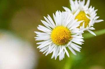 Obraz premium Chamomile (Matricaria chamomilla or Matricaria recutita)