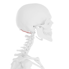 3d rendered medically accurate illustration of the Obliquus Superior Capitis
