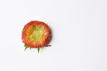 Colorful  head of the flower isolated on a white background. Copy space