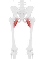 3d rendered medically accurate illustration of the Pectineus