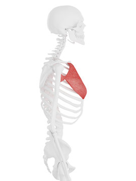 3d rendered medically accurate illustration of the Pectoralis Major