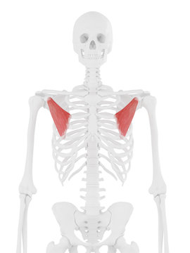3d rendered medically accurate illustration of the Pectoralis Minor