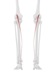 3d rendered medically accurate illustration of the Plantaris